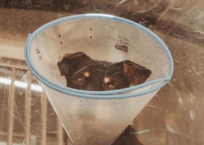 4th Annual BARK for BARC Pet Walk 2019