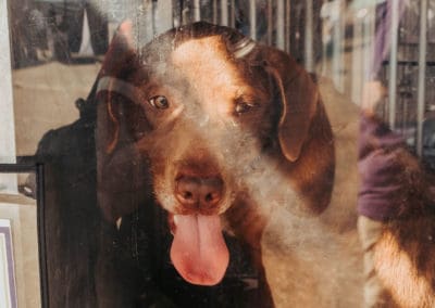 4th Annual BARK for BARC Pet Walk 2019