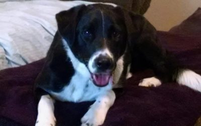 Happy Tail: Annie