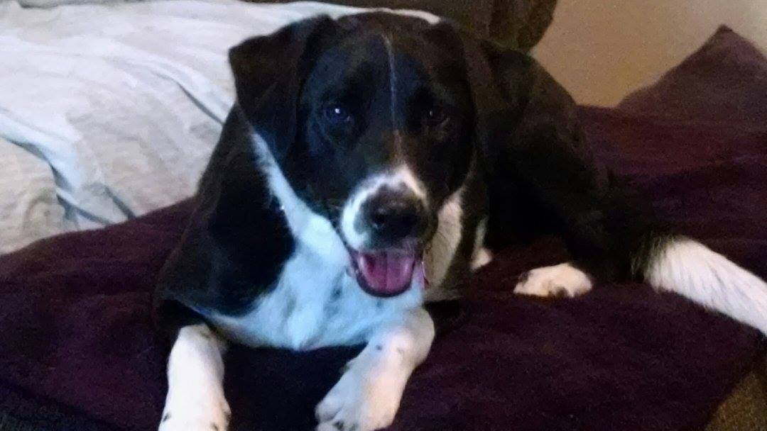 Happy Tail: Annie