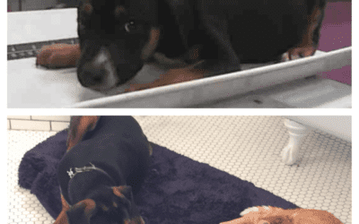 A Happy Tails Tale!
