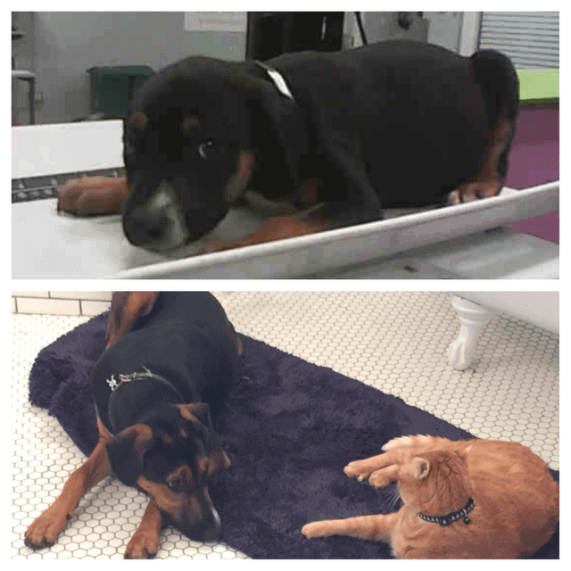 A Happy Tails Tale!