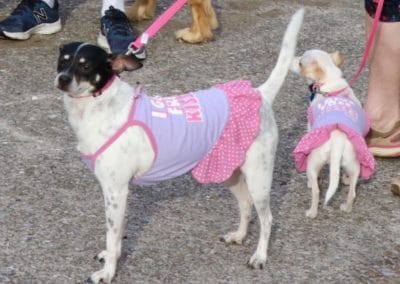 3rd Annual BARK for BARC Pet Walk 2018