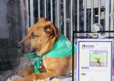 3rd Annual BARK for BARC Pet Walk 2018