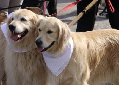 3rd Annual BARK for BARC Pet Walk 2018