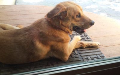 Happy Tail: Beau