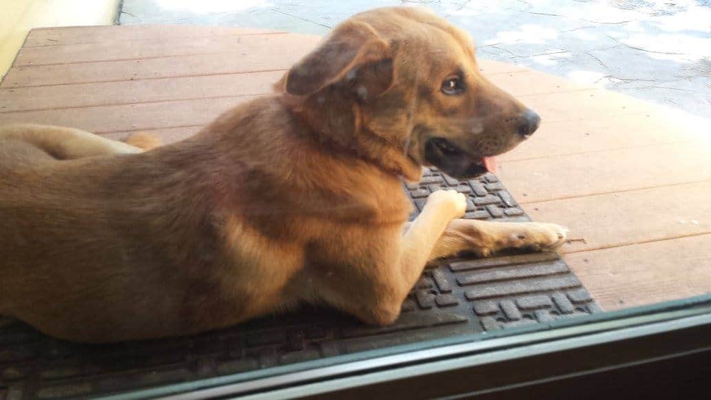 Happy Tail: Beau