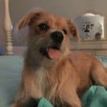Betsie, A Happy Tail