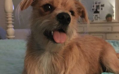 Happy Tail: Betsie