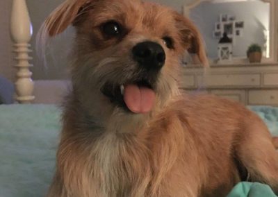 Betsie, A Happy Tail