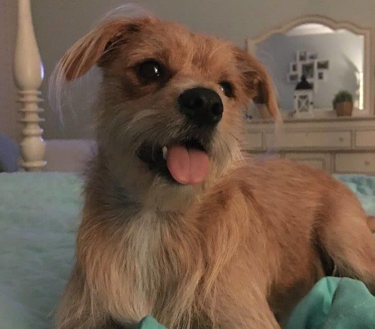 Happy Tail: Betsie