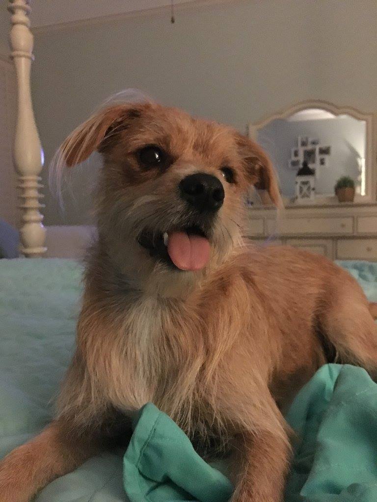 Betsie, A Happy Tail
