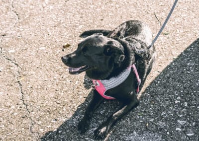 4th Annual BARK for BARC Pet Walk 2019