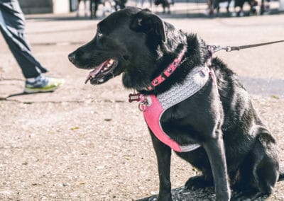 4th Annual BARK for BARC Pet Walk 2019