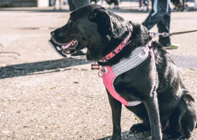 4th Annual BARK for BARC Pet Walk 2019