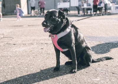 4th Annual BARK for BARC Pet Walk 2019