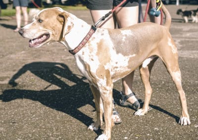 4th Annual BARK for BARC Pet Walk 2019