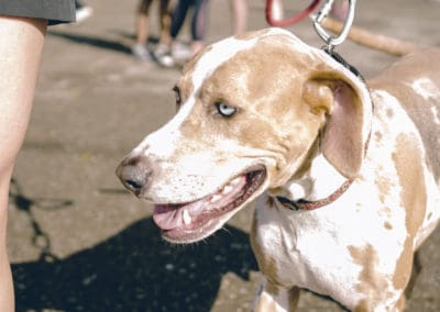 4th Annual BARK for BARC Pet Walk 2019