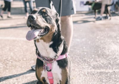 4th Annual BARK for BARC Pet Walk 2019