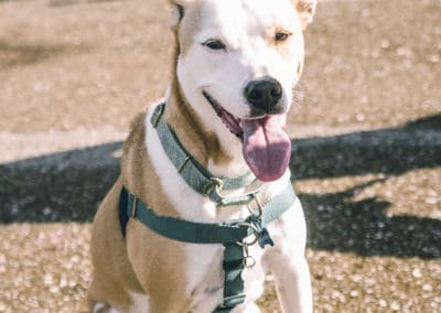 4th Annual BARK for BARC Pet Walk 2019