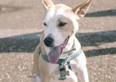 4th Annual BARK for BARC Pet Walk 2019