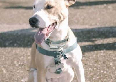 4th Annual BARK for BARC Pet Walk 2019