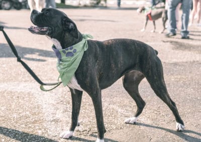 4th Annual BARK for BARC Pet Walk 2019