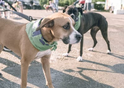 4th Annual BARK for BARC Pet Walk 2019