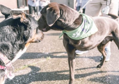 4th Annual BARK for BARC Pet Walk 2019