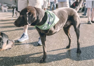 4th Annual BARK for BARC Pet Walk 2019