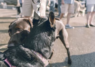 4th Annual BARK for BARC Pet Walk 2019