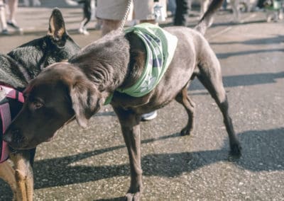 4th Annual BARK for BARC Pet Walk 2019