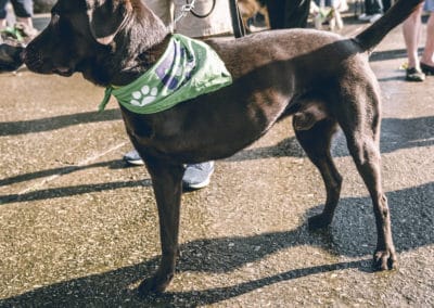 4th Annual BARK for BARC Pet Walk 2019