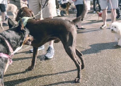 4th Annual BARK for BARC Pet Walk 2019