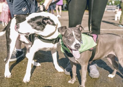 4th Annual BARK for BARC Pet Walk 2019