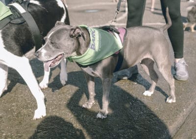 4th Annual BARK for BARC Pet Walk 2019