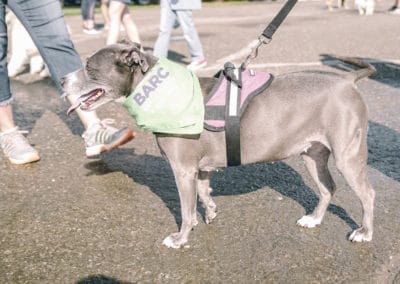 4th Annual BARK for BARC Pet Walk 2019