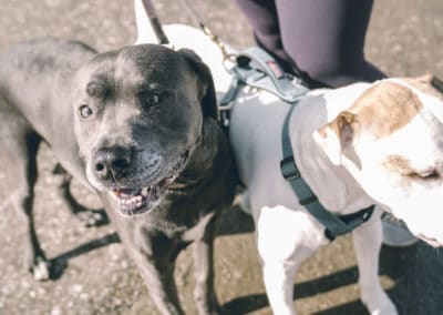 4th Annual BARK for BARC Pet Walk 2019