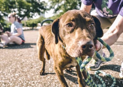 4th Annual BARK for BARC Pet Walk 2019