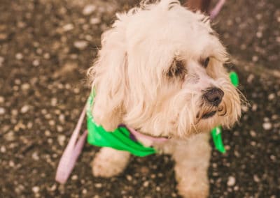 4th Annual BARK for BARC Pet Walk 2019