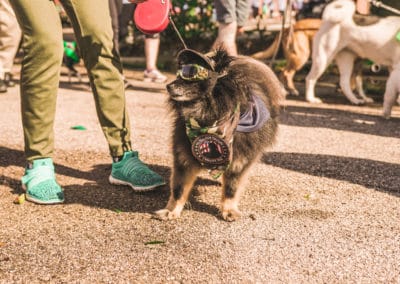 4th Annual BARK for BARC Pet Walk 2019