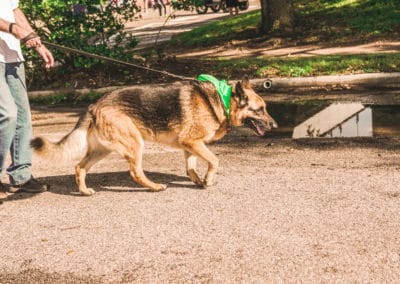 4th Annual BARK for BARC Pet Walk 2019