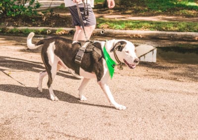 4th Annual BARK for BARC Pet Walk 2019