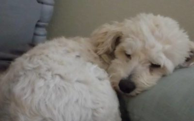 Happy Tail: Dahlia