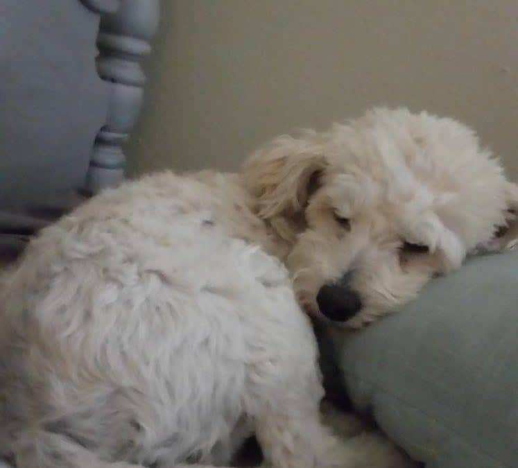 Happy Tail: Dahlia