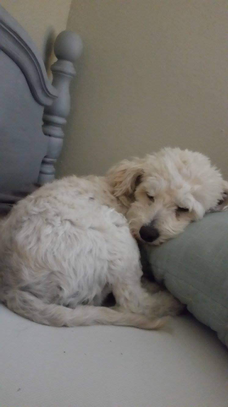 Dahlia, A Happy Tail
