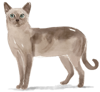 Tonkinese