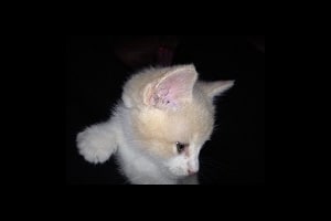 Happy Tail: Coconut