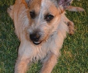 Happy Tail: Dodger