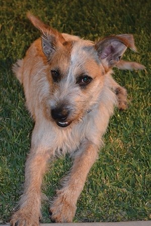 Dodger, A Happy Tail